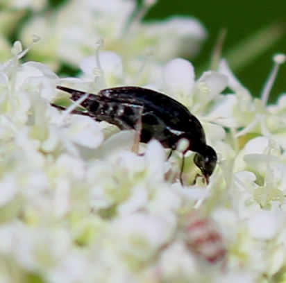 Tumbling Flower Beetle
Mordella marginata Tumbling Flower Beetle
Mordella marginata
